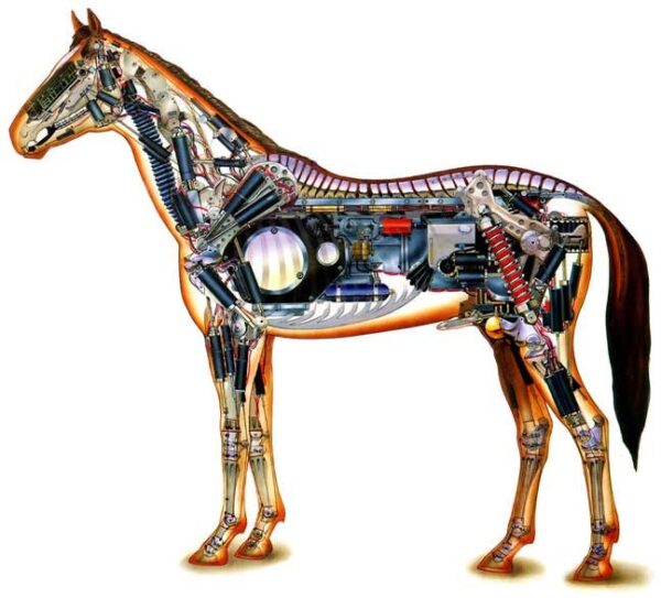 Veterinaaria e-koolitus