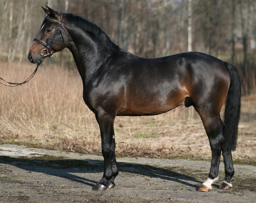 Hobuse välimik ehk eksterjöör (T)